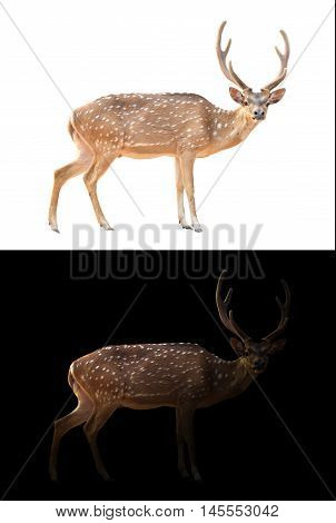 Axis Deer On Dark And White Background