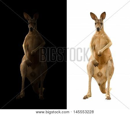 Kangaroo On Black And White Background