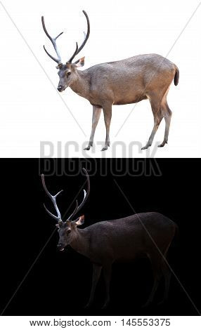 Sambar Deer On Dark And White Background