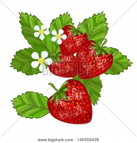 Strawberries with leaves sweet freshness healthy berry food. Isolated on white strawberry delicious health dessert. Fresh fruit red juicy vector strawberry nutrient refreshment organic food.