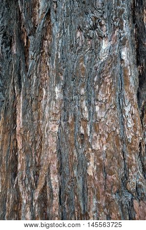 Close-up of bark texture of cedar tree