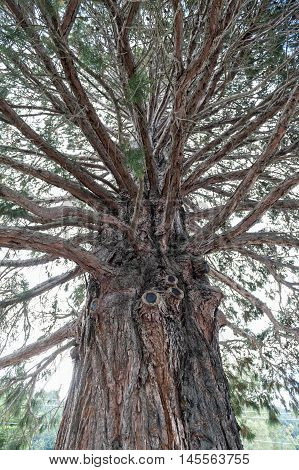 Cedar tree with its texture on bark