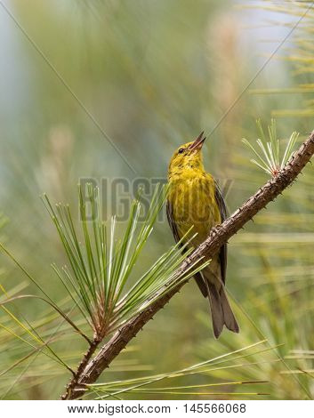 Pine Warbler (Setophaga pinus) singing from a branch in a pine tree