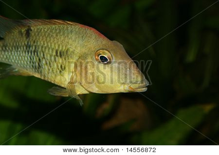 Redhead cichlide (Geophagus steindachneri)