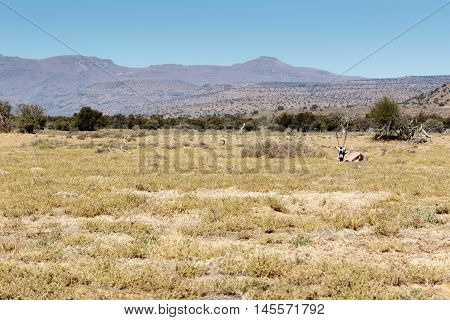 Gemsbok Oryx -  Mountain Zebra National Park