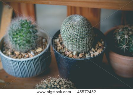 Little cactus plant in the flower pot. Various cactus plants. cactus plants in retro effect image.(selective focus )