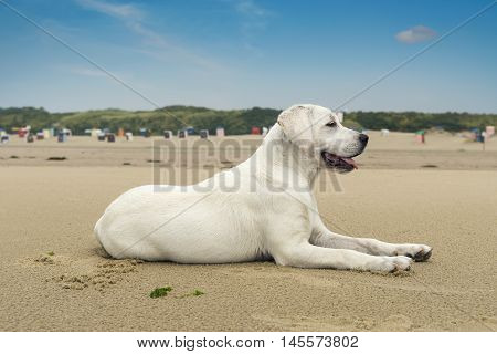 sweet and cute labrador dog puppy lying on the beach with blue sky