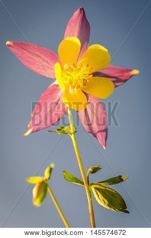Beautiful bright coloured aquilegia colombine flower against a blue sky background
