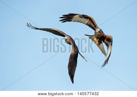 Red Kites (Milvus Milvus) flying through clear blue sky