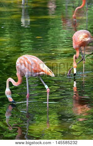 Flamingos in green water looking for shrimp