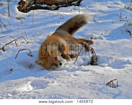 Red Fox 14