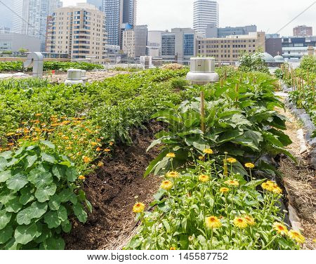 Urban Farm: Growing vegetables on roof of urban building