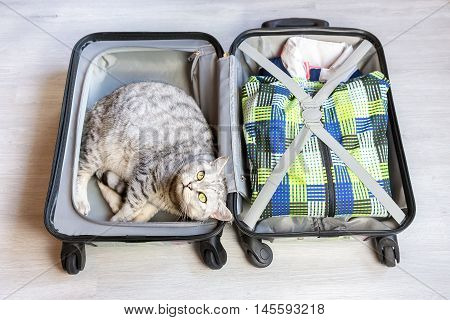 Silver tabby cat lying in packed suitcase on floor