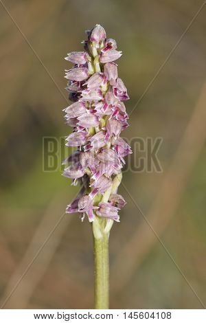 Dense-flowered Orchid - Neotinea maculata Pink form from Akamas Cyprus