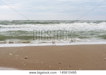 storm at sea blue weather, ripple, relentless