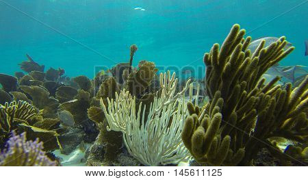 Underwater reef in the Florida Gulf Stream