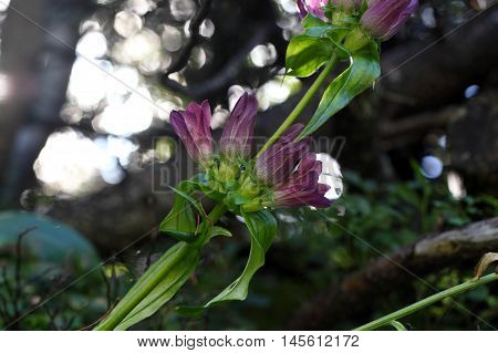 Flowers of a brown gentian (Gentiana pannonica) in the Bavarian Alps.