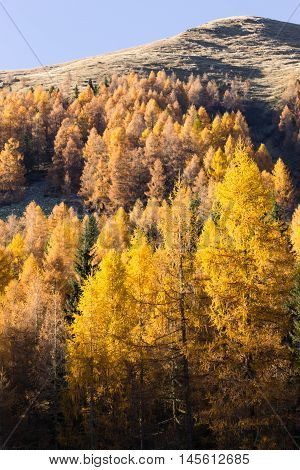 Autumn Panorama From Italian Alps