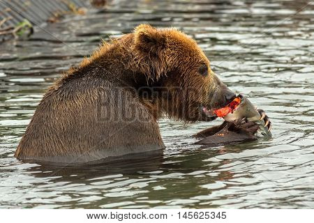 Brown bear eating caught salmon with red caviar in Kurile Lake. Southern Kamchatka Wildlife Refuge in Russia.