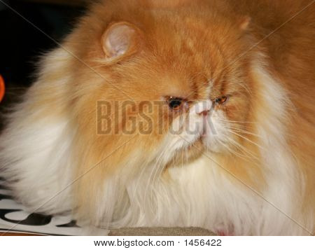 Udstillingen kat
