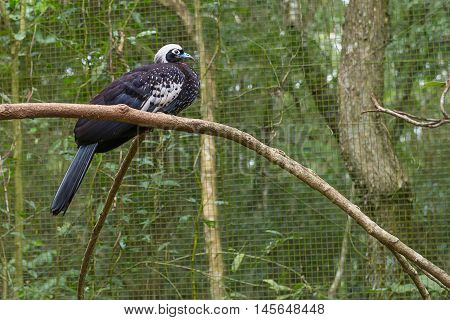 Close Up Of A Giant Black And White Piping Guan
