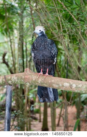 Close Up Of A Giant Black And White Piping Guan