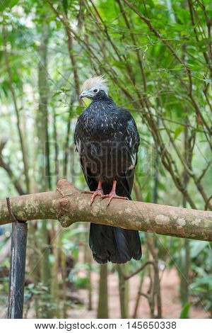 Close Up Of A Giant Black And White Piping Guan