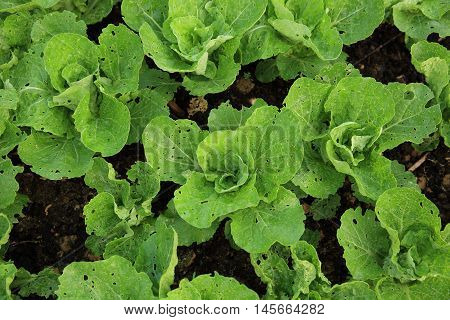 green choysum plants in growth at garden