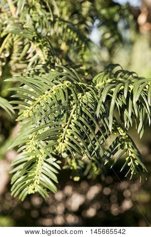 Leaves of Japanese plum-yew, Cephalotaxus harringtonii, a coniferous bush in the plum yew familiy