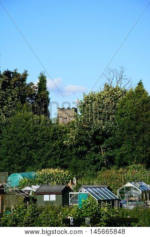 ARMITAGE, UNITED KINGDOM - AUGUST 8, 2016 - Greenhouses and vegetable crops on allotments with a church tower to the rear Armitage Staffordshire England UK Western Europe, August 8, 2016.
