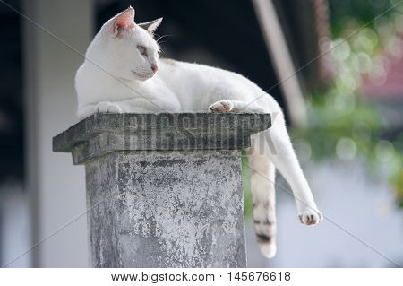 Outdoor Portrait Of A Thai Cat Has Sitting On Pillar With Blurred Background,filtered Image,selectiv