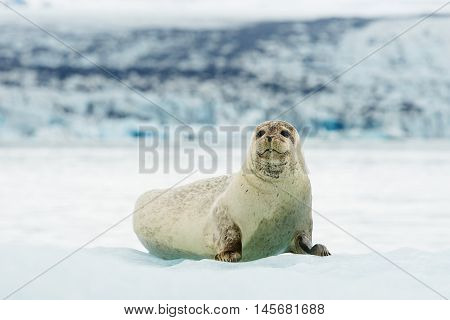 Lying Bearded seal on ice in arctic Svalbard