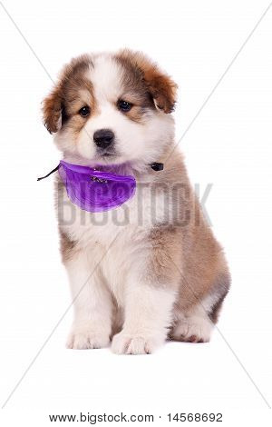 Lodne Bucovinean Shepard hvalp