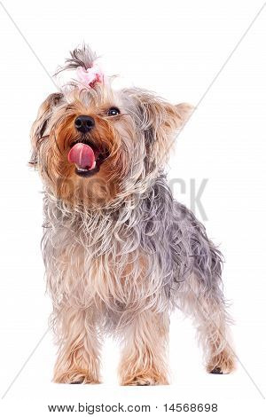 Небольшой Йоркширский терьер, облизывая его нос