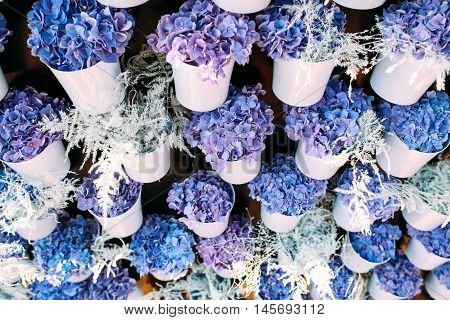 Pretty violets in white pots background. Close-up view on variety of beautiful purple and blue flowers. Summer blooming, garden, florist shop concept