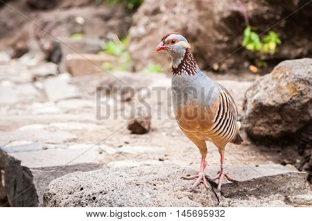 the Canarian red-legged partridge with a light brown back grey breast and buff belly