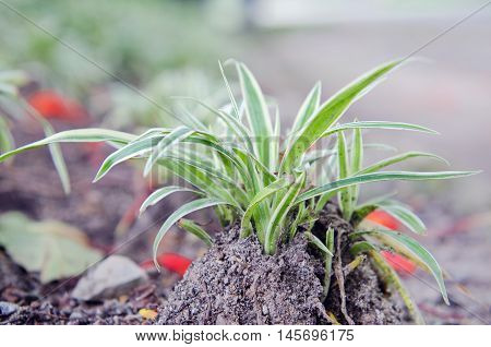 Spider Plant With Green And White Slender Leaf Which Is Good For House Garden Decoration