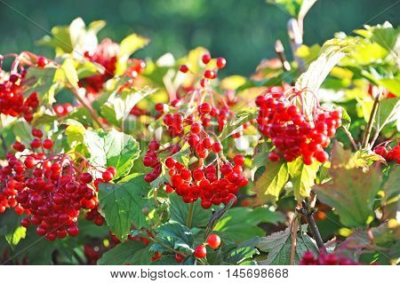 Some Ripe Viburnum On Branch