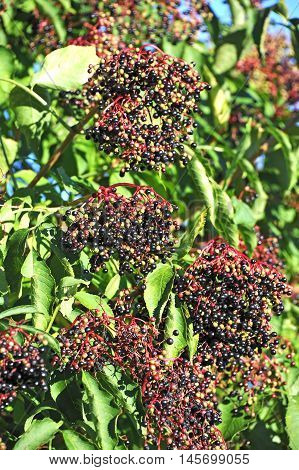 Elderberry On Branch