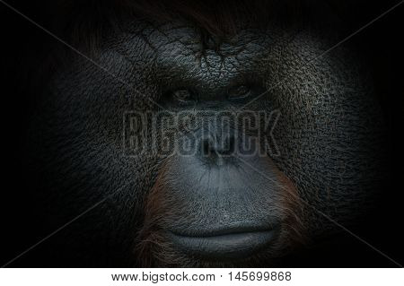 Portrait Of A Bornean Orangutan On Black