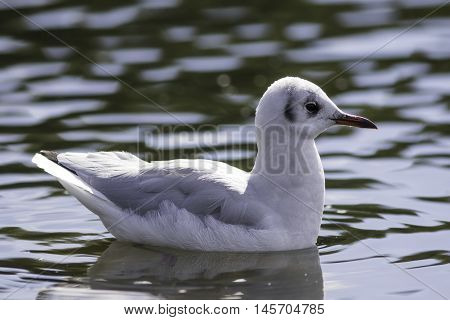 This is a profile image of a non-breeding adult Black-headed gull. Here with pleasant bokeh of ripples on water.