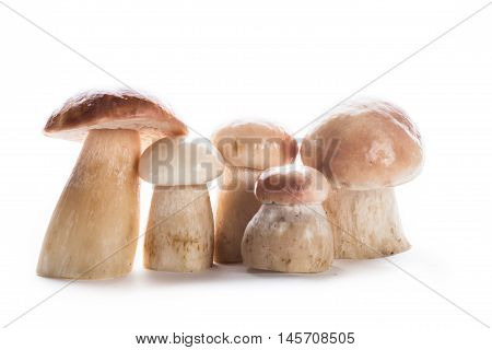 Group of fresh ceps isolated on white background