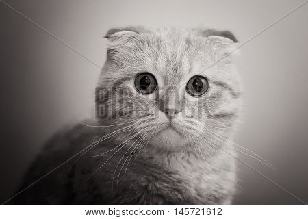 Portrait of a curious cat. Cat looking at the camera (b&w)