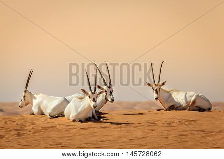 Oryxes or Arabian antelopes in the Desert Conservation Reserve near Dubai, UAE
