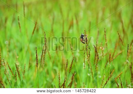 Bee close up on green grass with nature