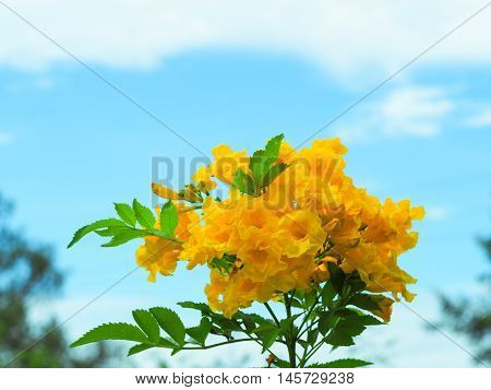 The beautiful yellow flowers are blooming in thr garden.