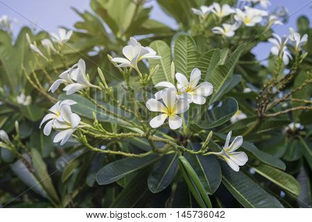 white plumeria flowers on a plumeria treegreen leave and blue sky in background