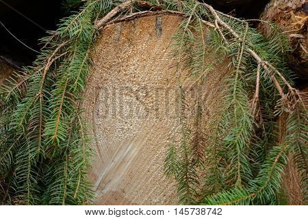 The cut surface of a spruce tree growth rings are visible - Forestry
