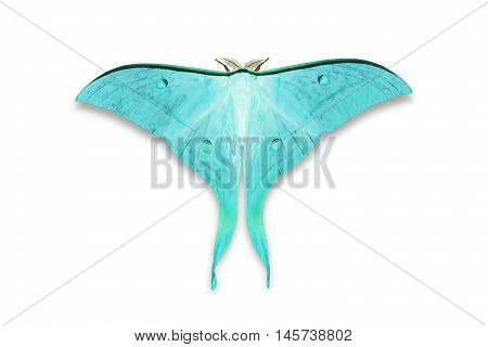 Indian Moon Moth Or Indian Luna Moth