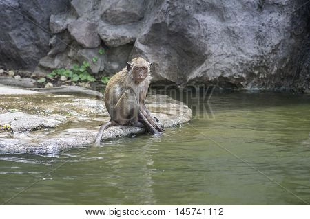 Long tailed macaque,monkeys siting near the pool for eat some water or play a water in a pool and look at to the camera